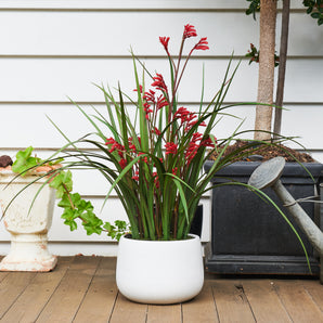 Angus Kangaroo Paw Plant with Pot