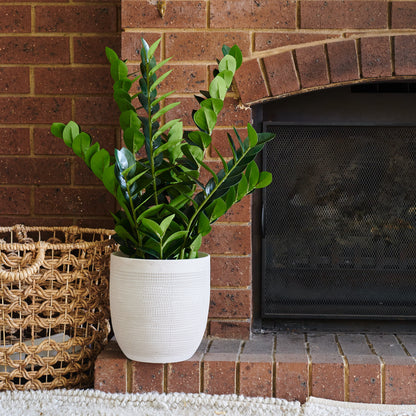 Zanzibar Gem Plant with Ceramic Pot