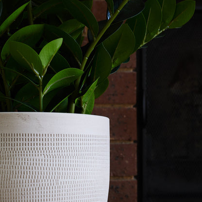 Zanzibar Gem Plant with Ceramic Pot