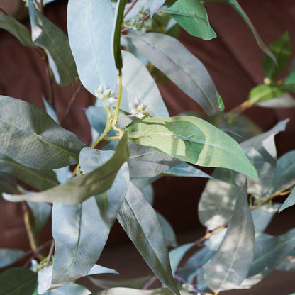 Hamilton Seeding Eucalyptus Gum Tree with Ceramic Pot