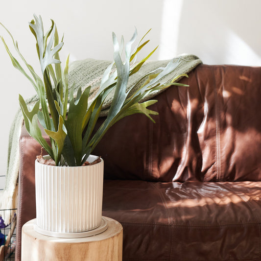 Staghorn Plant with Ceramic Pot and Saucer