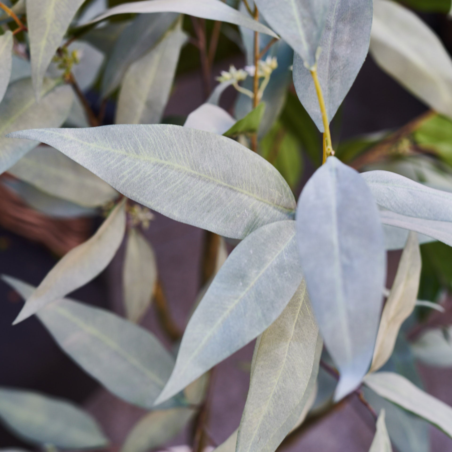 Grow Your Own Beautiful Eucalyptus Tree With 50 Fresh Spinning Gum Seeds – Perfect For Flowering Perennials!
