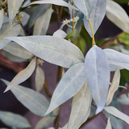 Hamilton Seeding Eucalyptus Gum Tree with Ceramic Pot