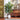 Lincoln Ficus Tree with Ceramic Pot