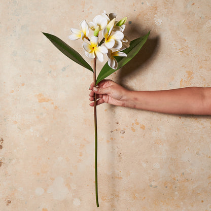 Frangipani Real Touch Flower Stem