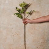 Flowering Eucalyptus Real Touch Flower Stem