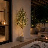 Aura Olive Tree with Ambient Lights