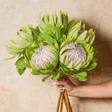 King Protea Real Touch Flower Stem