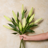 Casablanca Lily Bud Real Touch Flower Stem