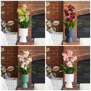 Eloise Cymbidium Orchid in Pot