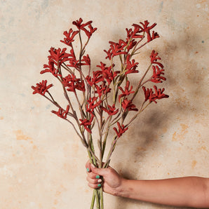 Kangaroo Paw Real Touch Flower Stem
