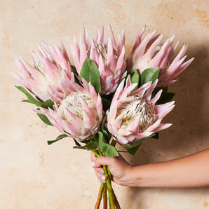 King Protea Real Touch Flower Stem