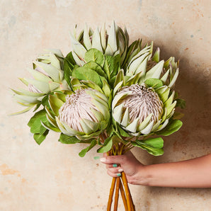 King Protea Real Touch Flower Stem