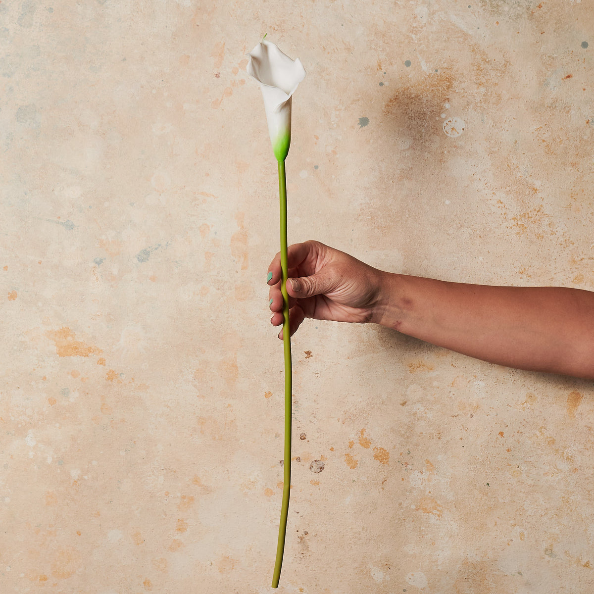 Calla Rauschenbach Mini Calla Lily Real Touch Flower Stem