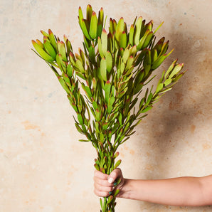 Protea Leucadendron Real Touch Flower Stem
