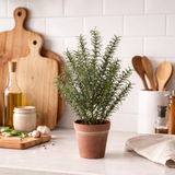 Rosemary Plant in Pot