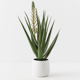Flowering Agave Plant in Pot