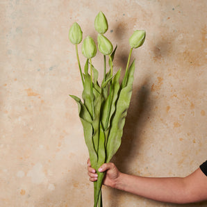 Tulip Flower Stem