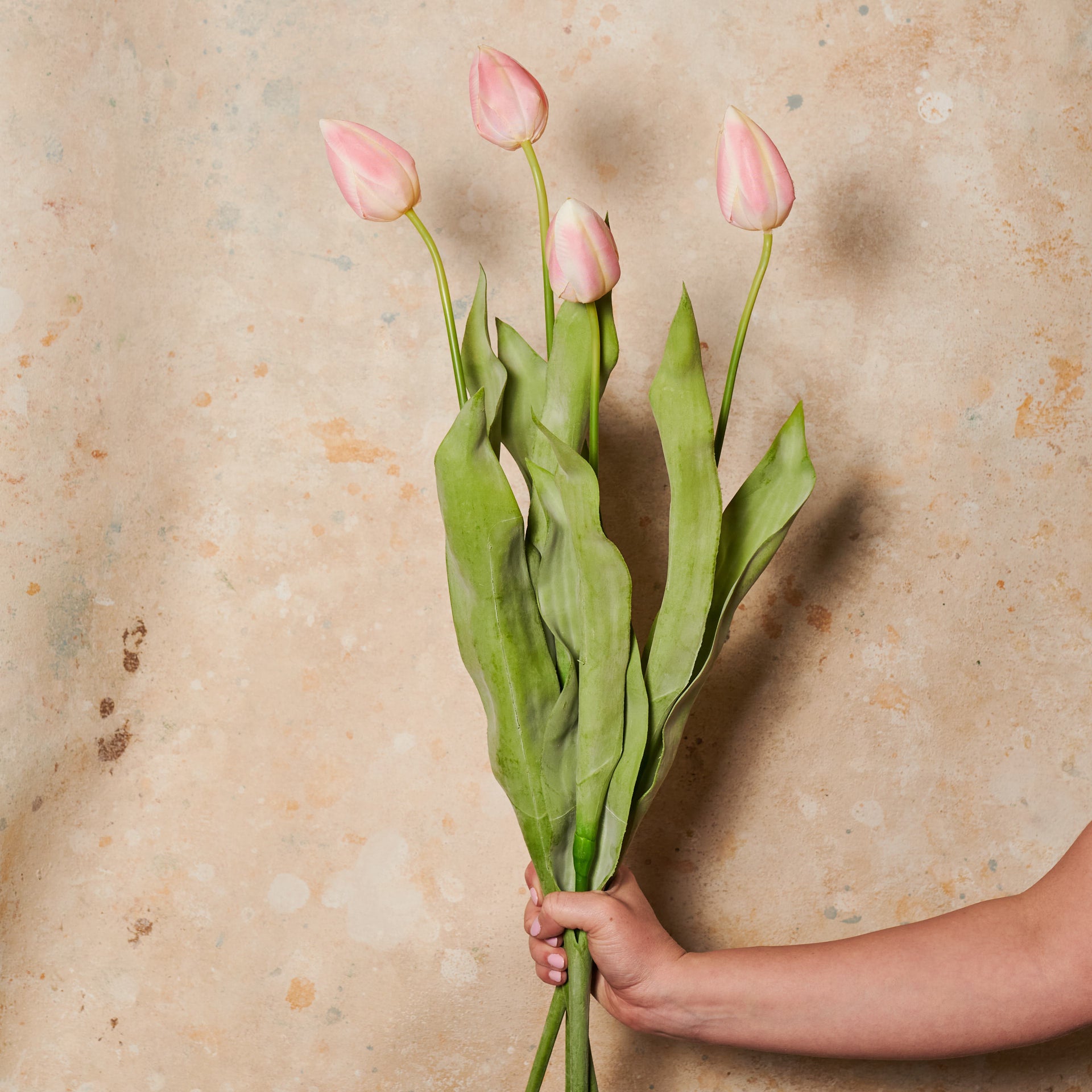 Tulip Flower Stem