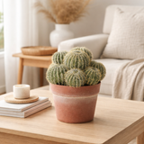 Barrel Cactus Plant in Pot
