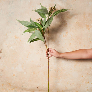 Eucalyptus Seed Spray Real Touch Stem