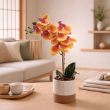 Liv Phalaenopsis Orchid in Pot