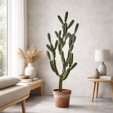 Peruvian Cactus Plant in Pot